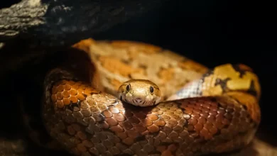 Snake Curled-up Itself Yellow Spotted Keelback
