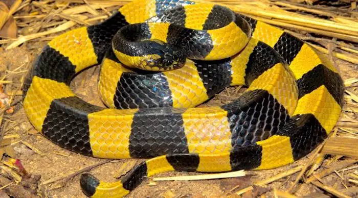 A large Bungarus fasciatus (banded krait) from Southeast Asia.