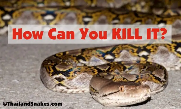 How To Survive A Python Attack - What To Do? 