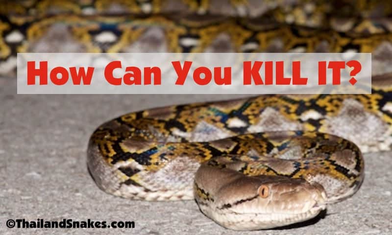 A big reticulated python in attack mode. How could you kill this snake?