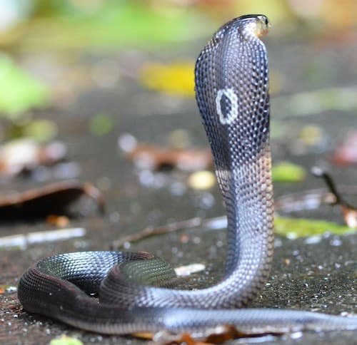 A monocled cobra hoods and shows the monocle shape on the back of the neck. This identifies the snake as Naja kaouthia cobra.