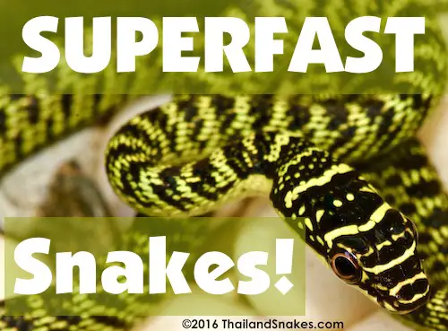 The fastest tree snake in Asia or potentially anywhere in the world is the golden tree snake - C. ornata.