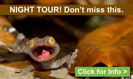 Night tours for finding wildlife in Krabi, Thailand.