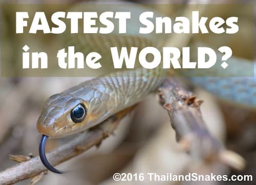 Indo-Chinese Rat Snakes are very fast snakes in Southeast Asia but probably not the fastest snake in the world.