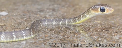 Indo-Chinese Rat Snake (Ptyas korros) hatchling snake from Krabi province, Thailand.