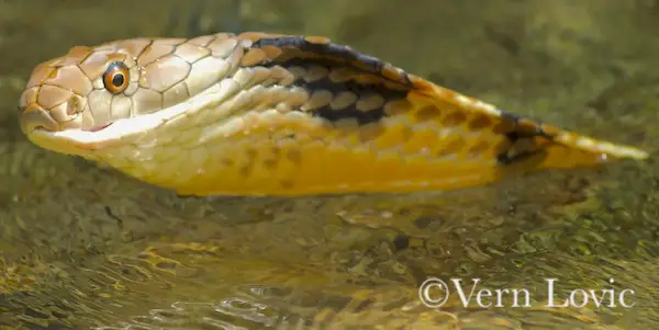 King cobra snake swimming in a freshwater stream in Krabi, Thailand.
