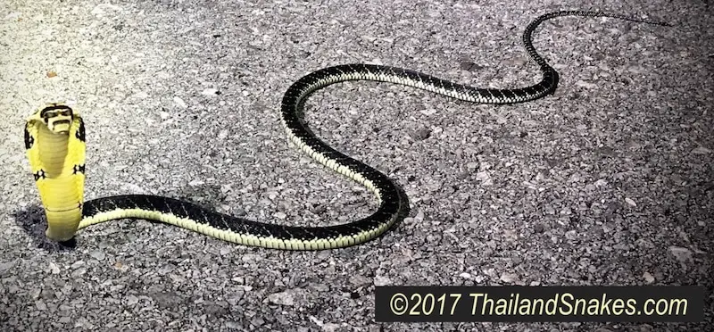 King Cobra juvenile, hatchling snake found in Krabi, Thailand. This snake is less than one month old, hatched from an egg.