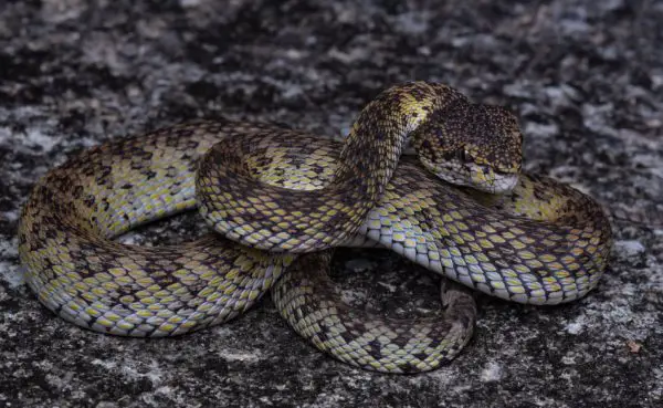 Mangrove Pit Viper - Venomous - Dangerous | Thailand Snakes