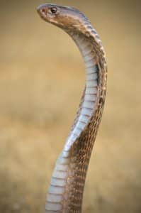 A Naja naja spitting cobra with raised hood and ready to strike or spit venom.