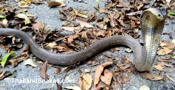 Monocled Cobra - Naja kaouthia release in Southern Thailand.