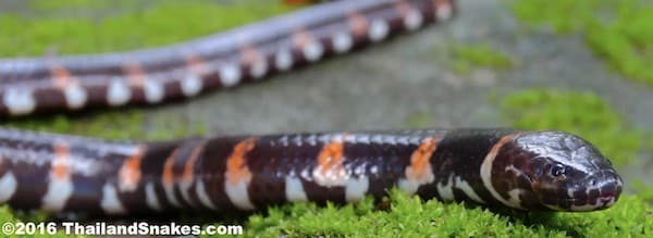 A pipe snake from Southeast Asia (Thailand).