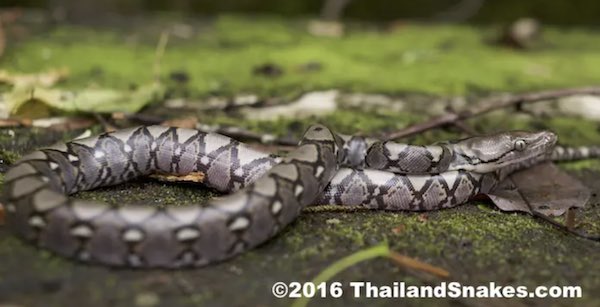 Juvenile Reticulated Python has the potential to become the largest (longest) snake in the entire world.