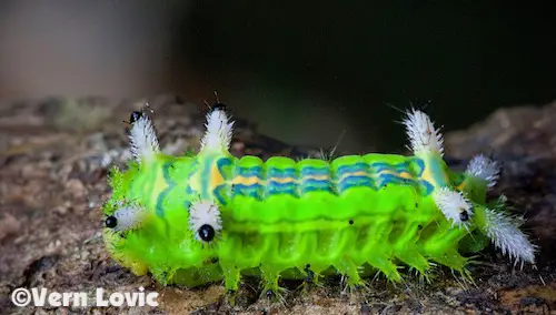 Thailand venomous caterpillar.