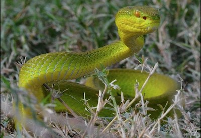 The snake that bites most often in Thailand is the white-lipped pit viper.