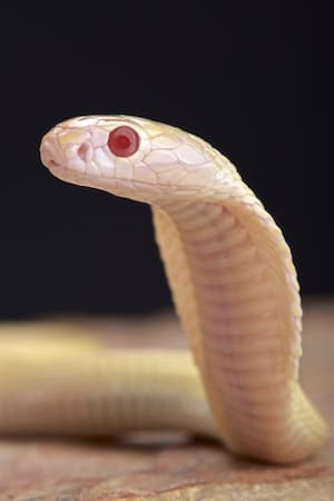 albino cobra snake